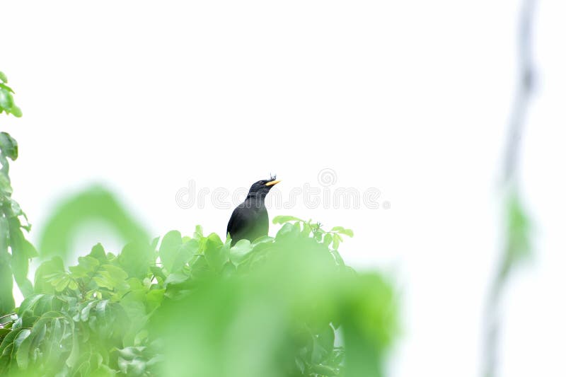 Wit - geluchte myna stock foto Wit - geluchte myna stock foto