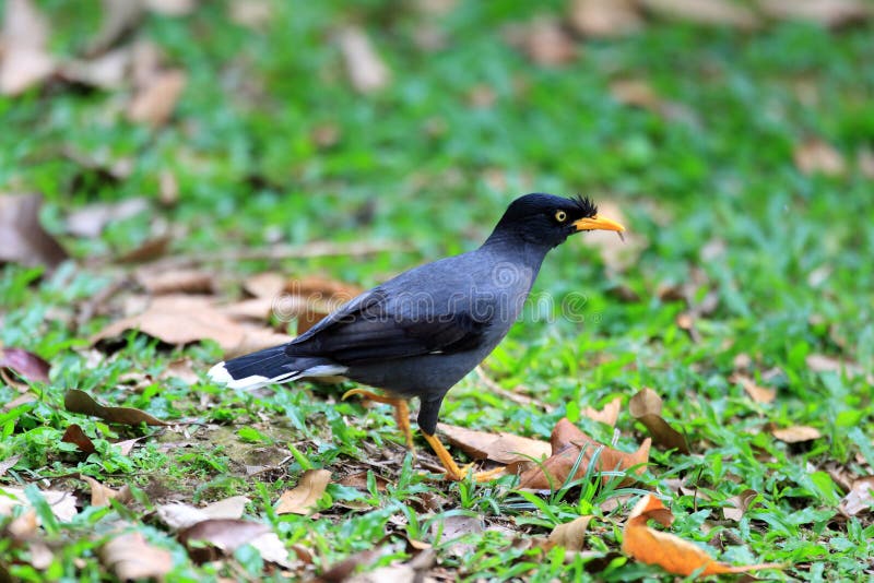 Wit-geluchte Myna royalty-vrije stock foto Wit-geluchte Myna royalty-vrije stock foto