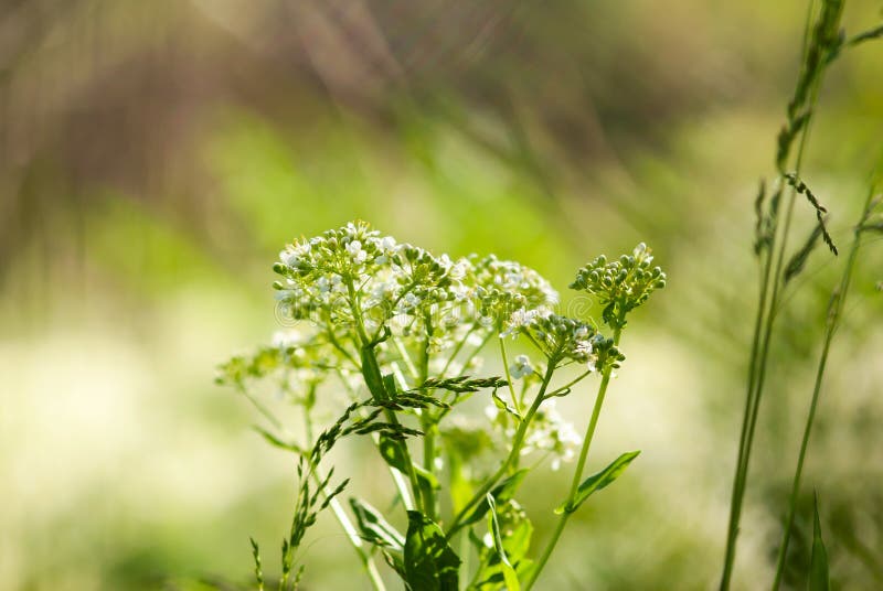 Wit Grijswit Cress Flowers stock foto's Wit Grijswit Cress Flowers stock foto's