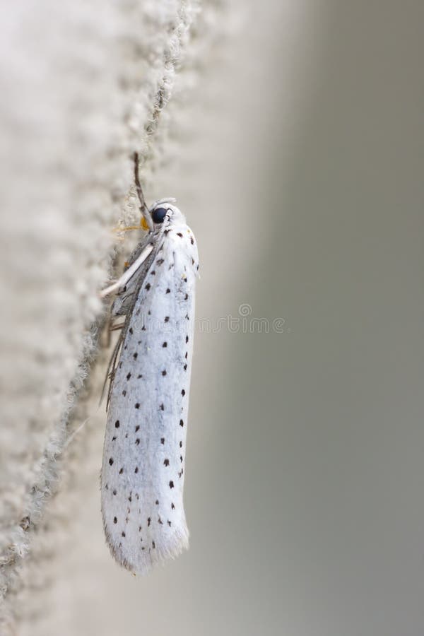 Wrijven Wegversperring Voorzien Wit insect stock foto. Image of bruin, grijs, beige, reproductie - 74077136