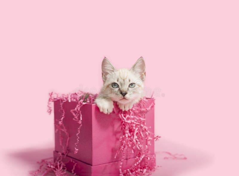 Wit Katje binnen een roze verjaardagsdoos stock afbeeldingen Wit Katje binnen een roze verjaardagsdoos stock afbeeldingen