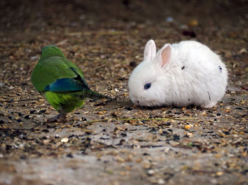 White rabbit is hunting the green parrot. White rabbit is hunting the green parrot