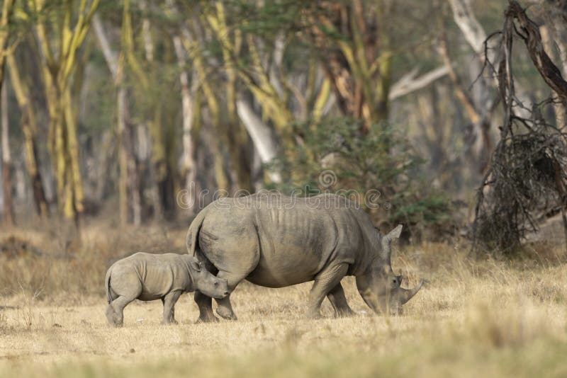 Wit Rinocerosmoeder en Kalf bij meer Nakuru National Park stock afbeelding Wit Rinocerosmoeder en Kalf bij meer Nakuru National Park stock afbeelding