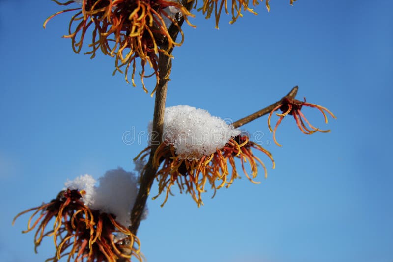 A witch hazel in the spring sun fotographed against the blue sky