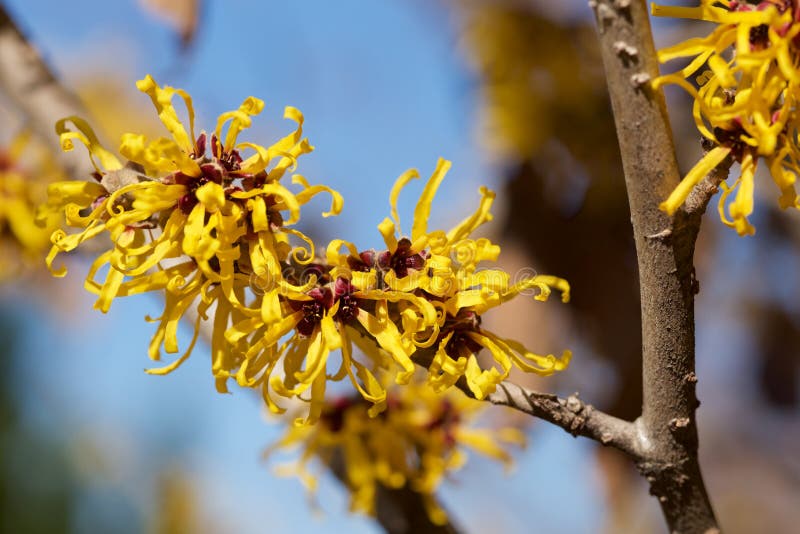 Witch Hazel that Yellow Beautiful Flowers Bloom Early Spring. Stock ...