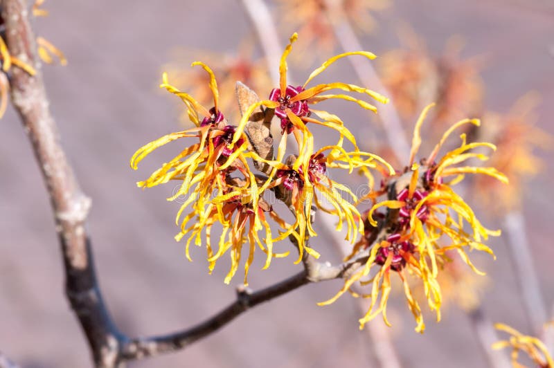 Witch hazel flowers stock image. Image of shrubs, witch 78881959
