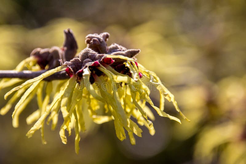 Witch hazel royalty free stock photography Witch hazel royalty free stock photography
