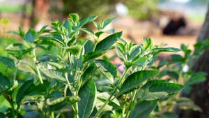 Withania Somnifera Plant Known As Ashwagandha Indian Ginseng Herbs Withania Somnifera Plant Known As Ashwagandha Indian Ginseng Herbs