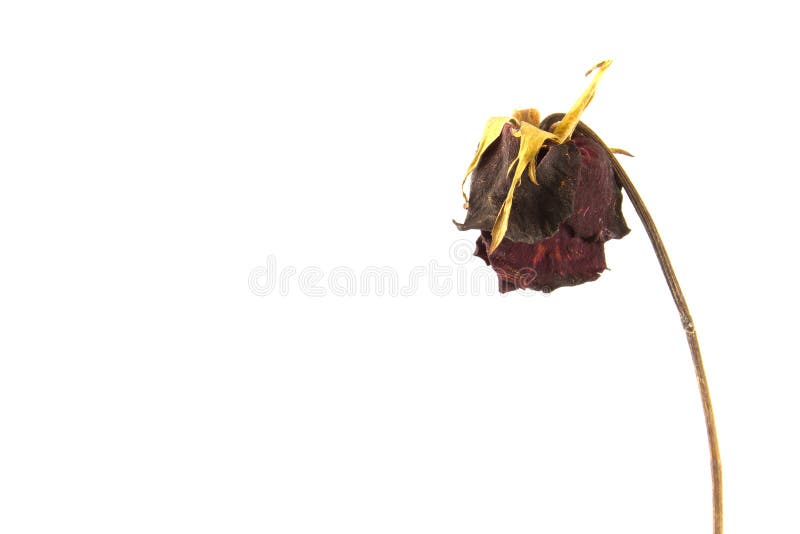 Wither Rose, Died Rose in Vase Stock Image Image of loss, leaf 42918503