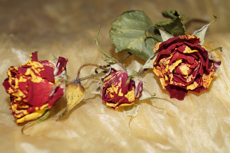 Wither Roses on Yellow Silk Stock Photo Image of silk, plants 69677944