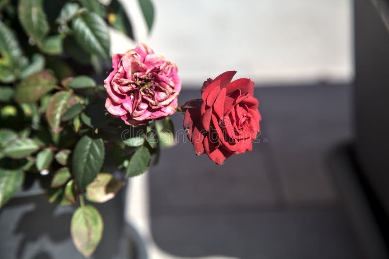 Withered and blooming miniature roses stock photography