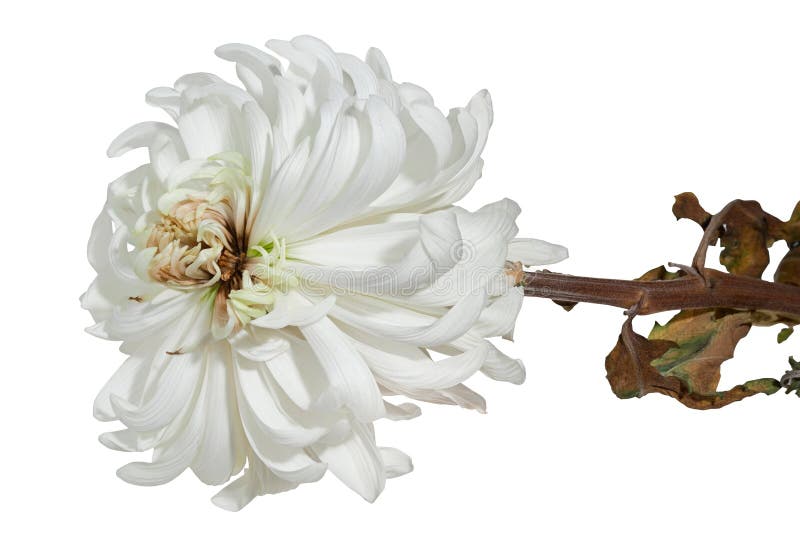 Withered chrysanthemum