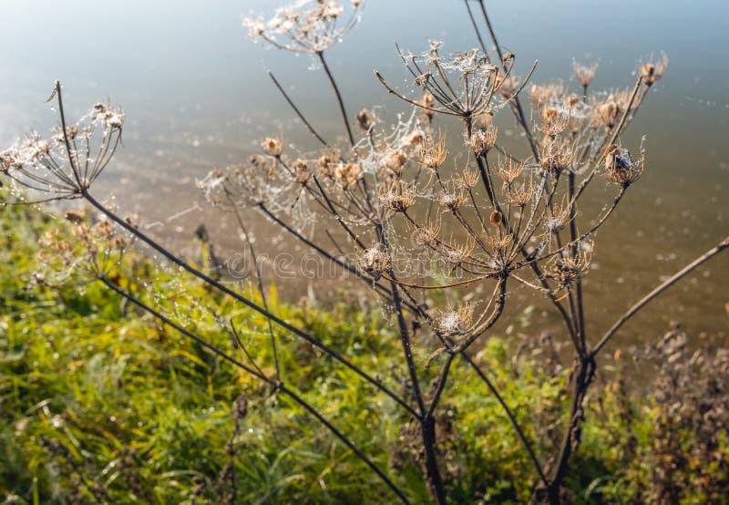 Withered cow parsley at the edge of a creek in early morning sunlight. It is autumn and cobwebs with small dew drops are between the plants. Withered cow parsley at the edge of a creek in early morning sunlight. It is autumn and cobwebs with small dew drops are between the plants.