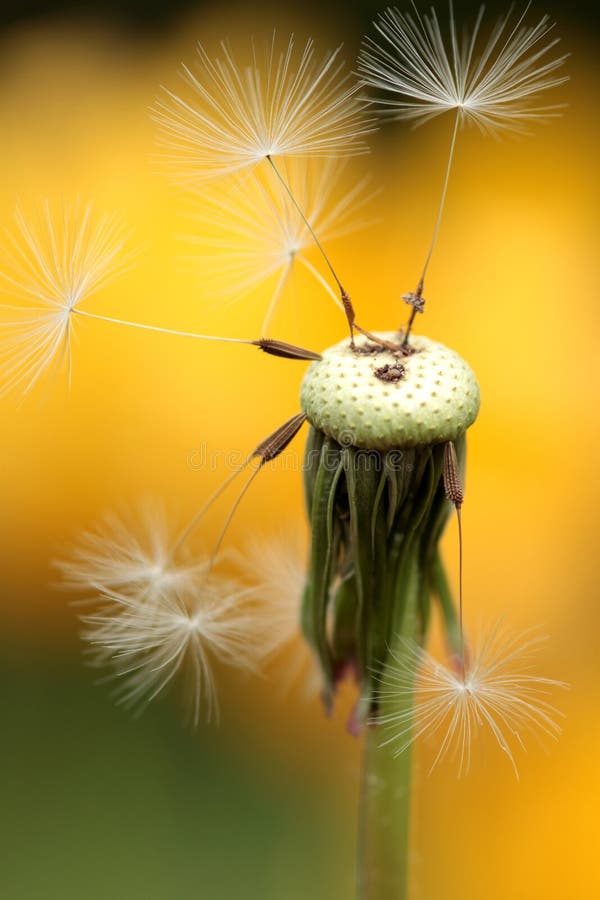 Withered dandelion