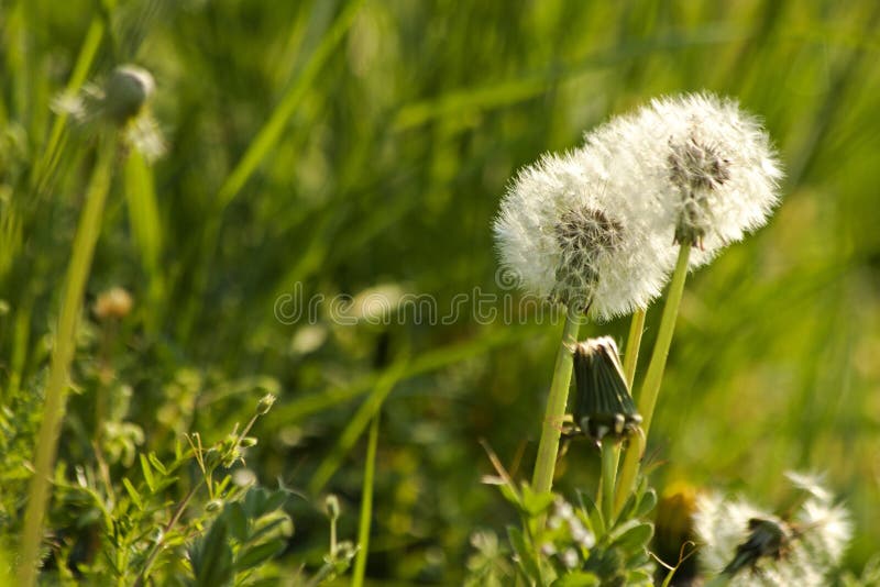 Withered dandelion