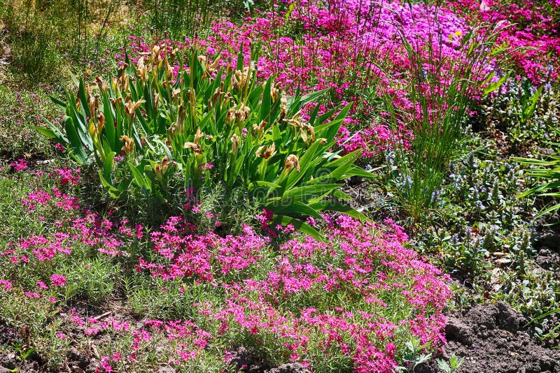 Wilting Iris Stock Photos Free & RoyaltyFree Stock Photos from