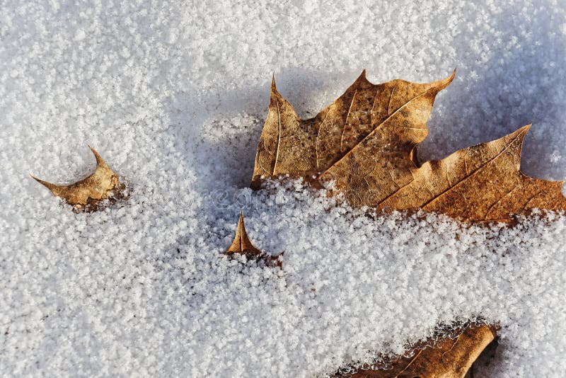 Withered leaf in the snow stock image. Image of lake - 234950371