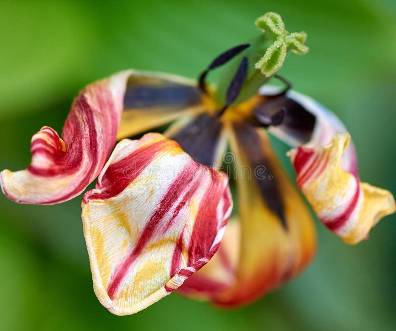 withered multi-colored tulip on a background of green leaves stock photo withered multi-colored tulip on a background of green leaves stock photo