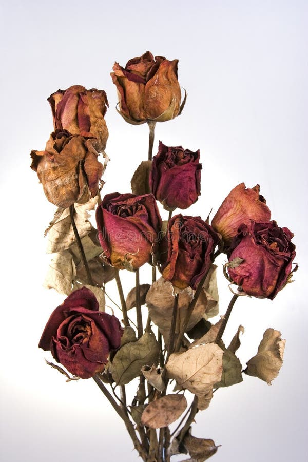 46+ Withered red rose Free Stock Photos - StockFreeImages