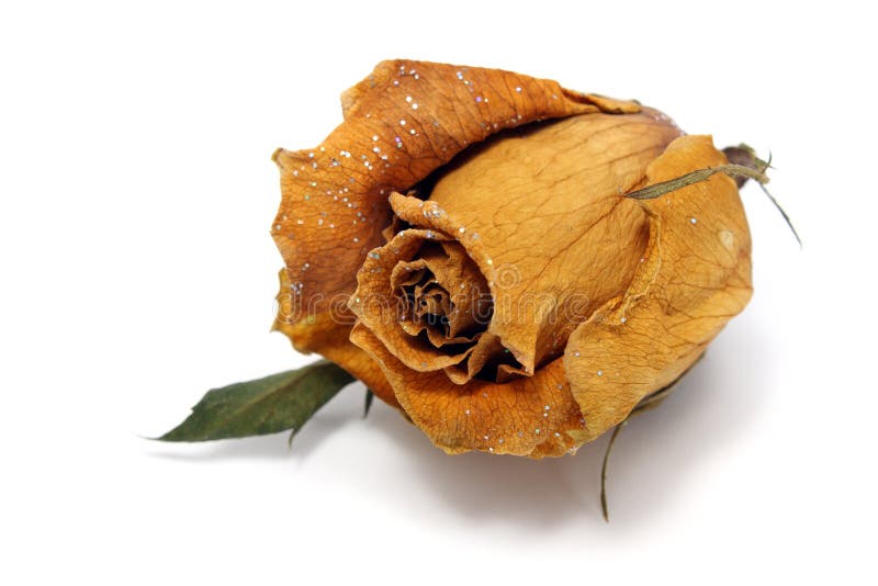 Two Withered Rose stock image. Image of vegetable, withered - 7496215