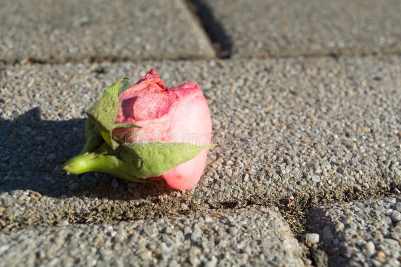 Withered Rose on Cobblestones Stock Image - Image of nature, lifeless