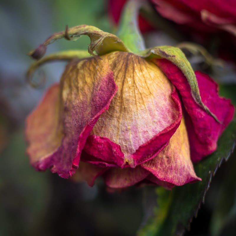 Withered Thorns of Agrimony in the Snow Stock Photo - Image of outdoor
