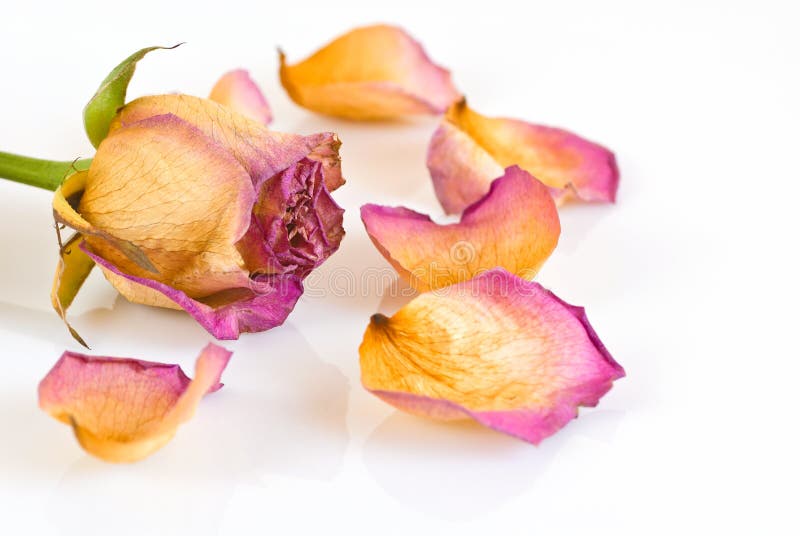 Withered Rose and petals stock image. Image of grief - 19757985