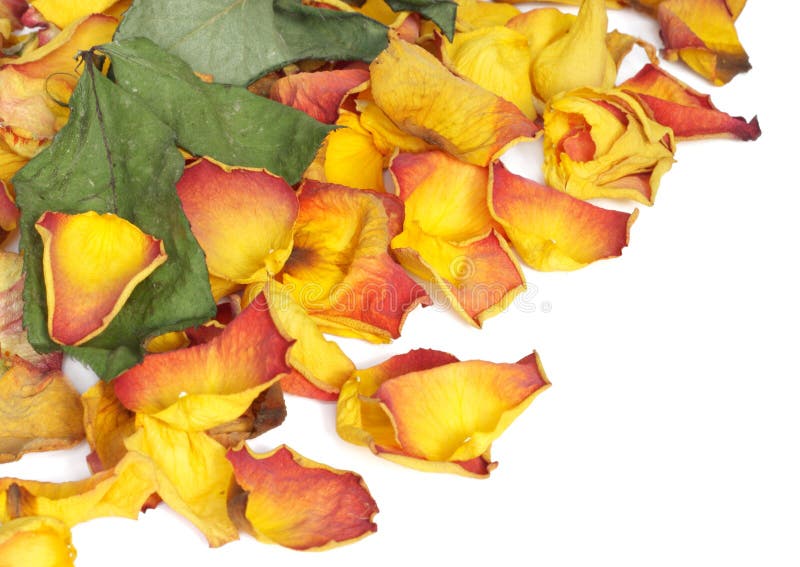 Withered Rose Petals Picture. Image: 4505690