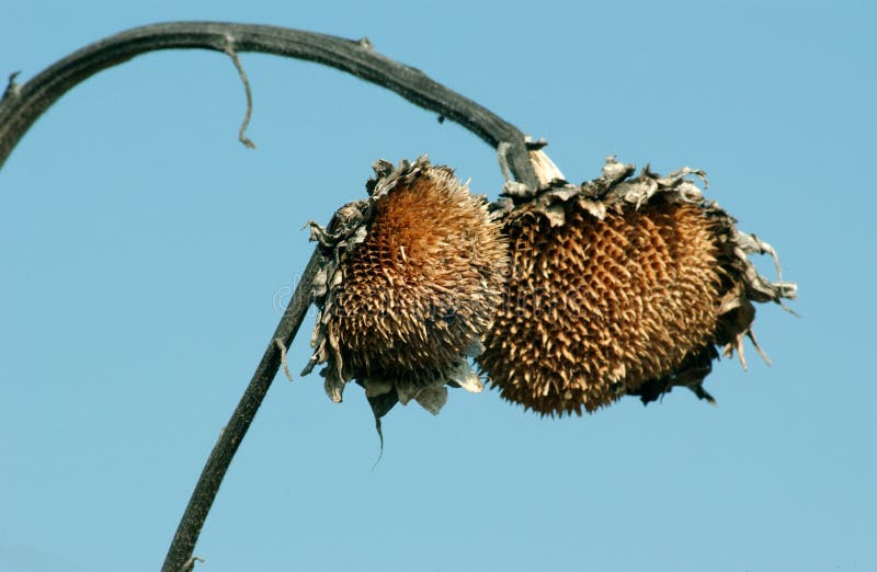Withered Sunflower Droop in the Field Stock Image Image of salad