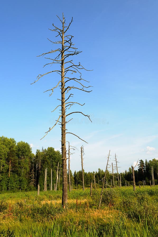 Withered trees in the swamp