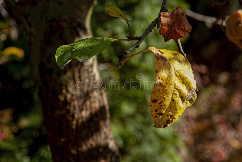 A withered yellow leaf on a twig royalty free stock photography