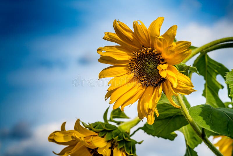 Withered Sunflower Droop In The Field Stock Image Image of salad