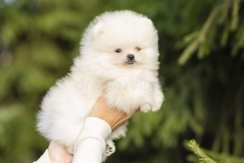 Sturen Schildknaap Elektrisch Witroompommerse Spitz Puppy in Handen Van Vrouwen. Aanneming Van Pet. Vrouw  Stock Afbeelding - Image of zorg, goedkeuring: 235229225