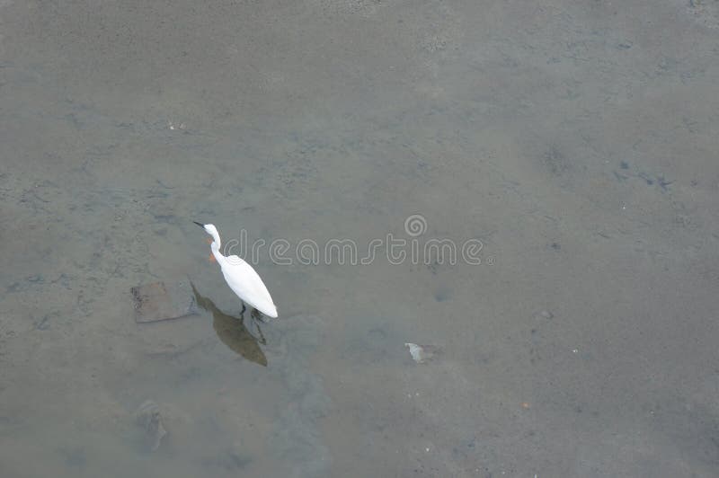Witte Aigrette die als het zoeken van vissen lopen royalty-vrije stock afbeeldingen Witte Aigrette die als het zoeken van vissen lopen royalty-vrije stock afbeeldingen
