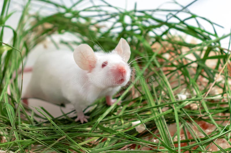Witte albino laboratoriummuis die in groen gedroogd gras zit, hooi Kute kleine knaagdiermuzzel close-up, concept huisdier