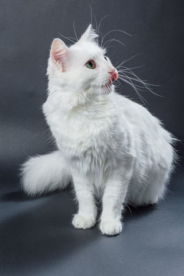 Witte angora kat 01 royalty-vrije stock afbeeldingen Witte angora kat 01 royalty-vrije stock afbeeldingen