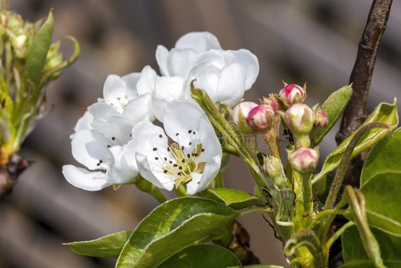 Witte appelbloesem stock afbeelding Witte appelbloesem stock afbeelding