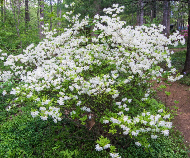 Witte Azalea Bush Blooming in een Bergpark stock afbeeldingen Witte Azalea Bush Blooming in een Bergpark stock afbeeldingen