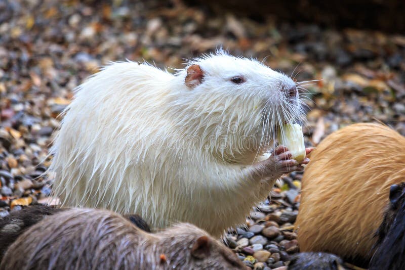 Witte bever