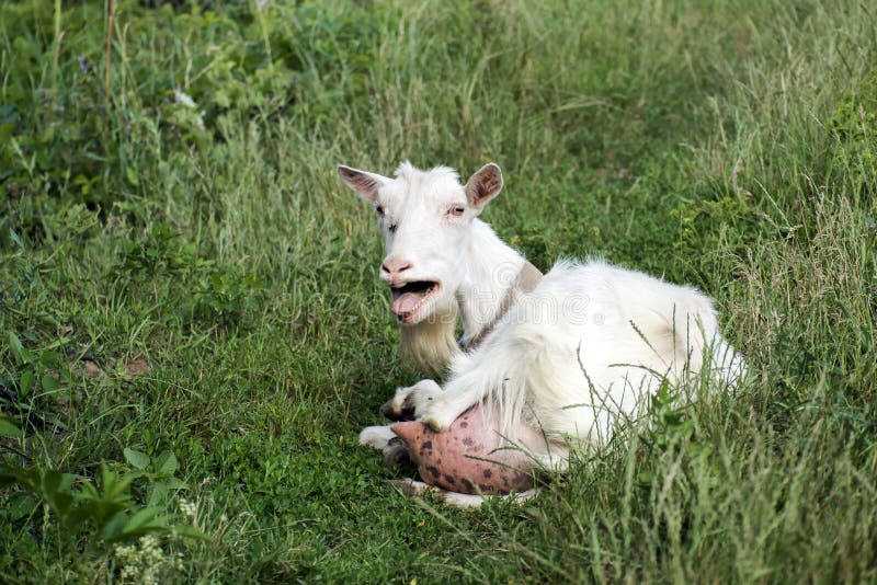 Witte binnenlandse geit die in verontwaardiging blaten stock foto Witte binnenlandse geit die in verontwaardiging blaten stock foto