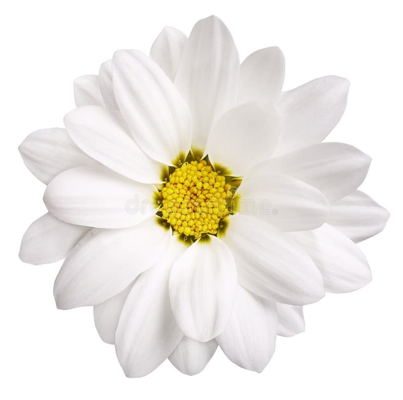 Witte Bloem stock foto. Image of bloemen, - 3464342