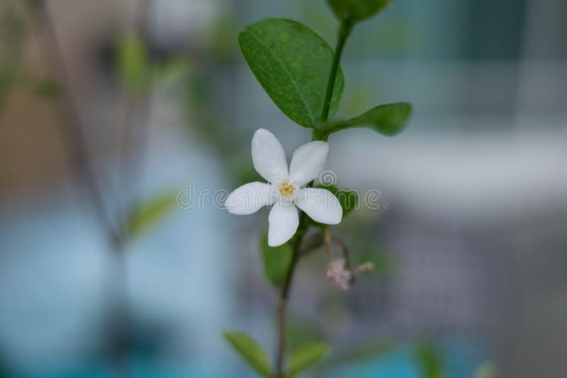 Witte Bloem Groene Bladeren met Tak stock afbeelding Witte Bloem Groene Bladeren met Tak stock afbeelding