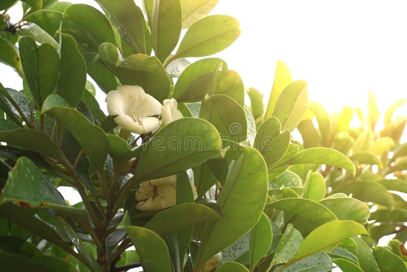 Witte bloemen hebben een milde geur, Fagraea ceilanica thunb, parfumbloem. stock fotografie Witte bloemen hebben een milde geur, Fagraea ceilanica thunb, parfumbloem. stock fotografie