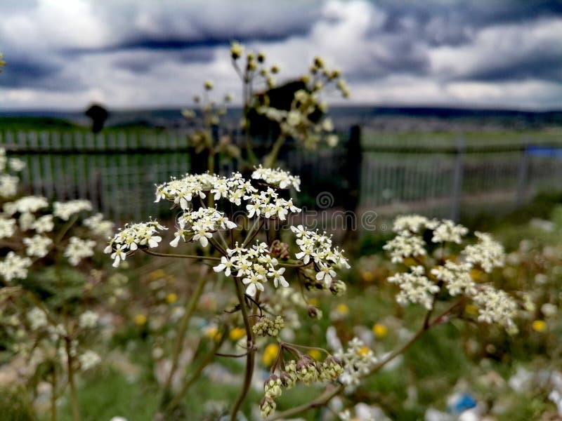 Witte bloemen op bewolkte dag stock fotografie Witte bloemen op bewolkte dag stock fotografie