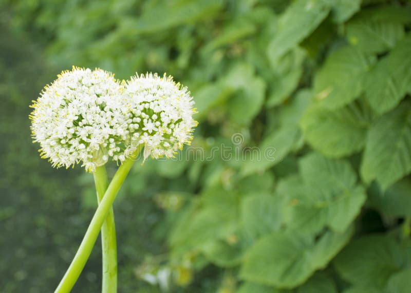 Witte bloemen van groene uien uibloei in de tuin Zaden royalty-vrije stock fotografie Witte bloemen van groene uien uibloei in de tuin Zaden royalty-vrije stock fotografie