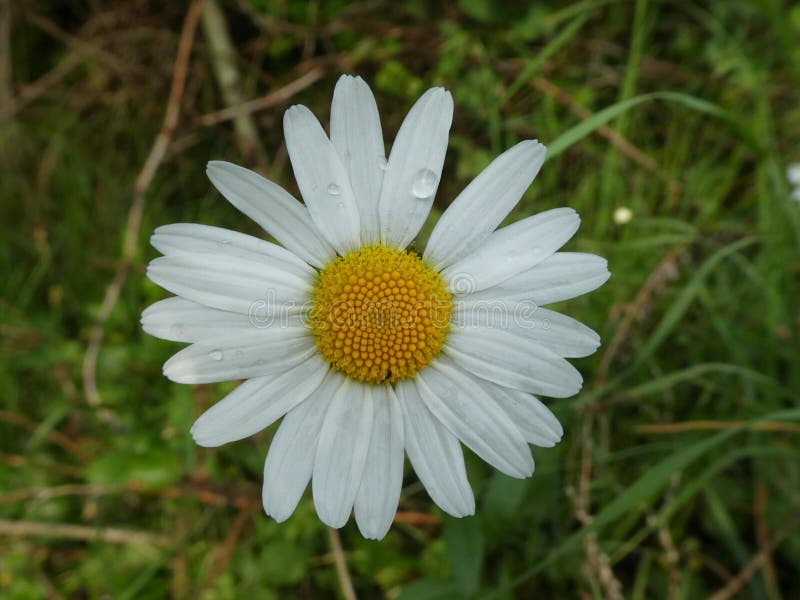 Witte bloesem van een margriet stock afbeelding Witte bloesem van een margriet stock afbeelding
