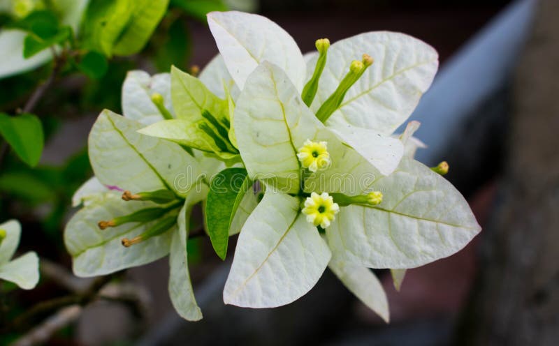 Witte Bougainvilleabloem, Netelige Sierwijnstokken met bloem-Gelijkaardige de Lentebladeren royalty-vrije stock afbeelding Witte Bougainvilleabloem, Netelige Sierwijnstokken met bloem-Gelijkaardige de Lentebladeren royalty-vrije stock afbeelding