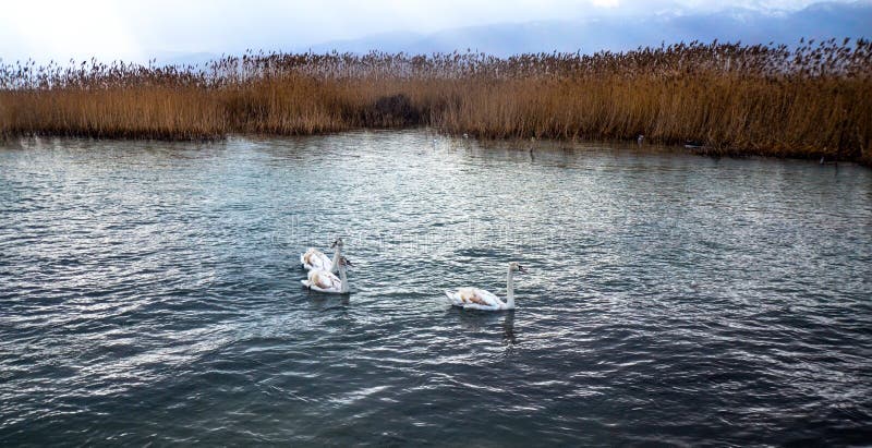 Witte bruine zwanen op meer Ohrid, Macedonië stock foto's Witte bruine zwanen op meer Ohrid, Macedonië stock foto's