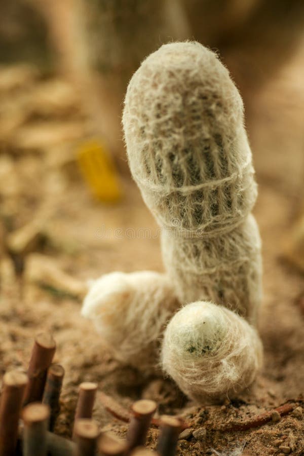 Witte cactus wat als penis kijken stock fotografie Witte cactus wat als penis kijken stock fotografie