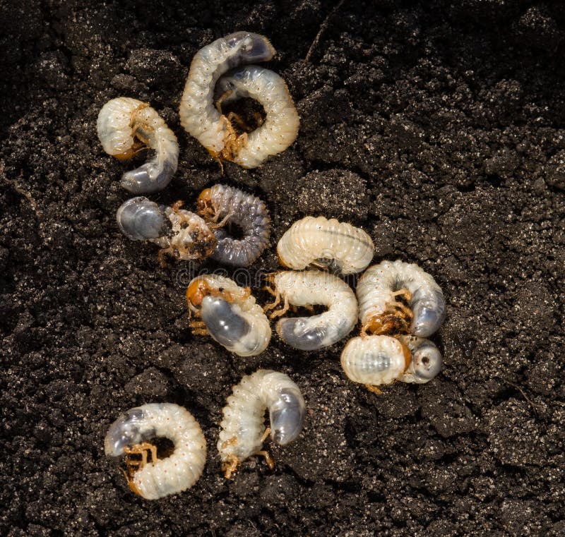 Witte chafer rups tegen de achtergrond van de grond Larve van de Mei-kever Landbouwongedierte stock afbeelding Witte chafer rups tegen de achtergrond van de grond Larve van de Mei-kever Landbouwongedierte stock afbeelding